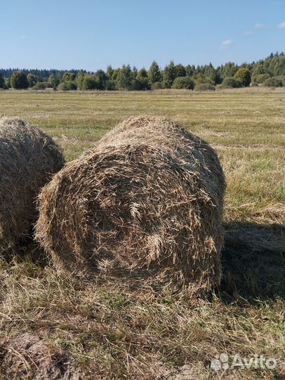 Продам сено
