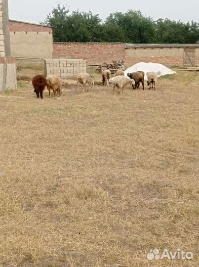 Овцы бараны