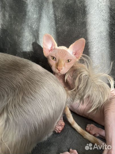 Сфинкс 3 месяца