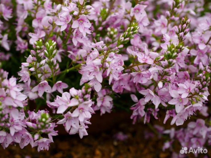 Вероника простертая Миссис Холт зкс Почта/Сдек