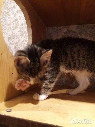 Котенок в дар