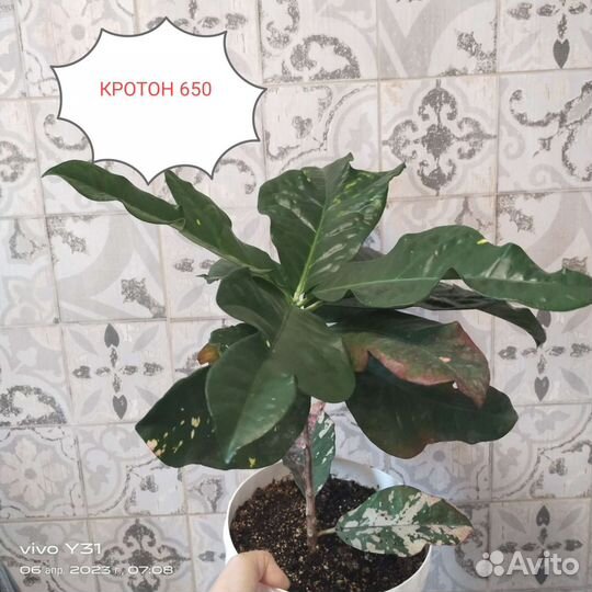 Толстянка