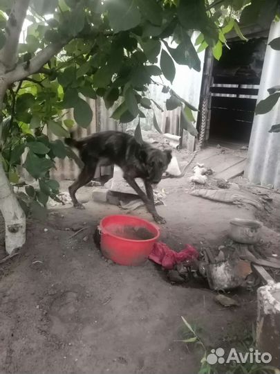 Отдам бесплатно