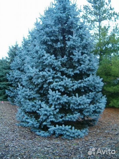 Ель голубая