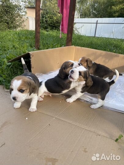 Щенки бигль