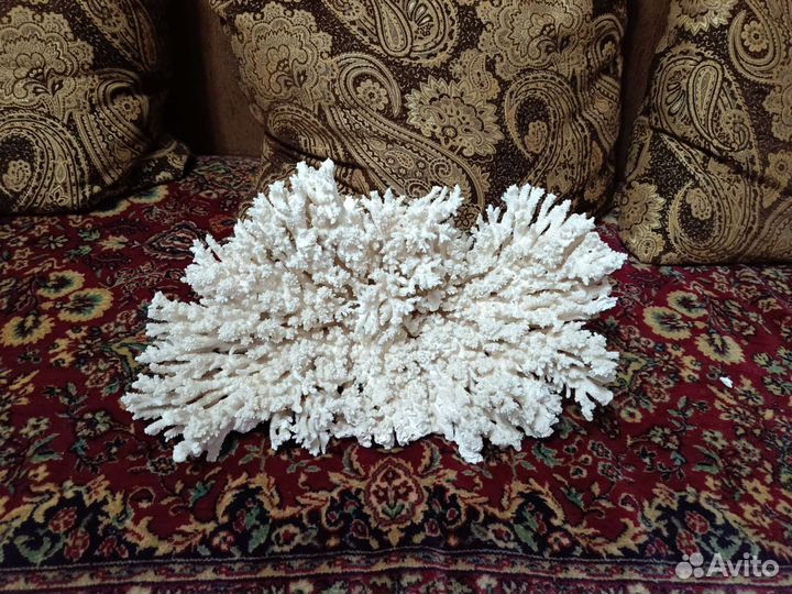 Коралл натуральный