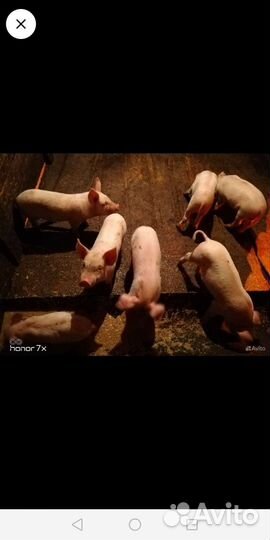 Порода русская