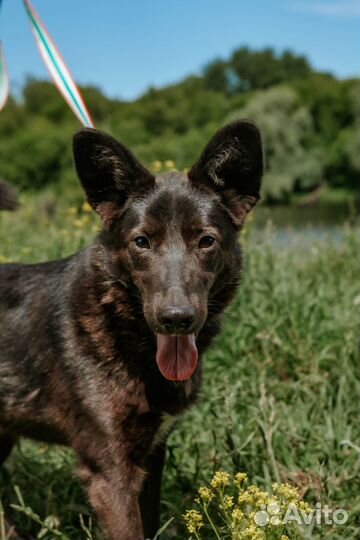 Пёс Тёма в дар