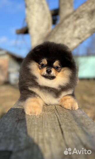 Померанский шпиц мишка