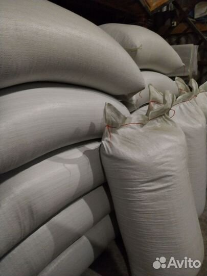 Зерно пшеница