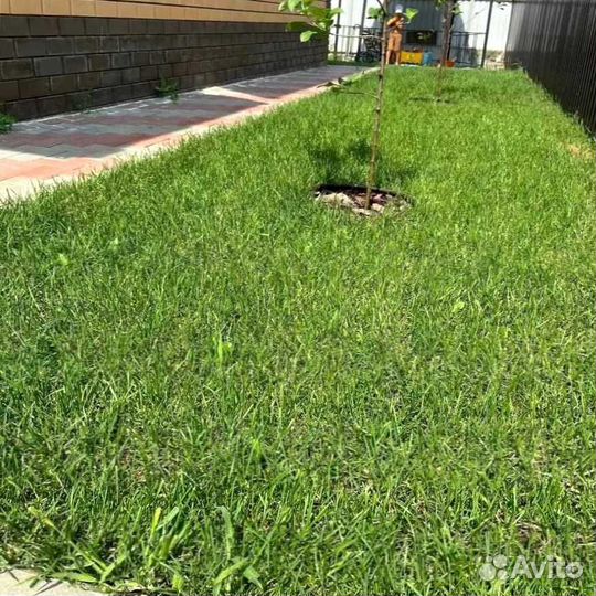 Газон, укладка рулонного газоны