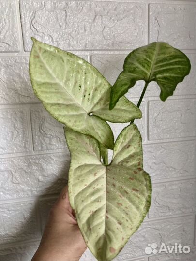 Сингониум конфетти