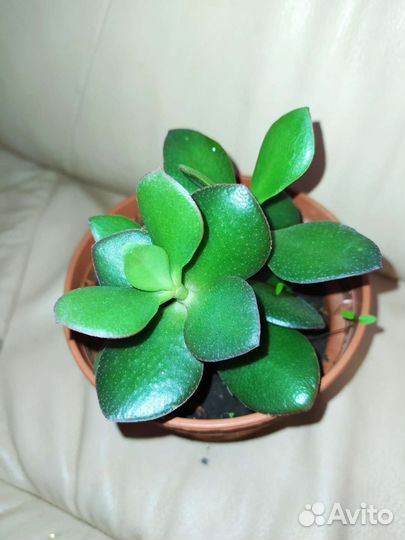 Много цветов Толстянка Хамедорея Гардения Гастерия