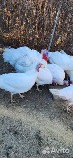 Индюки живым весом