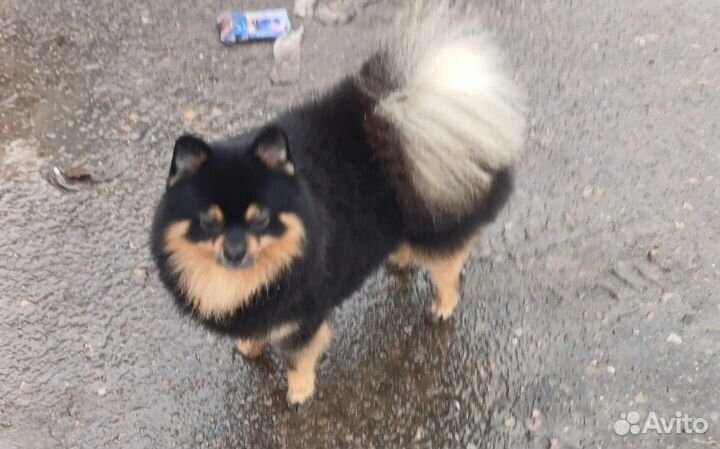 Вязка собак шпиц