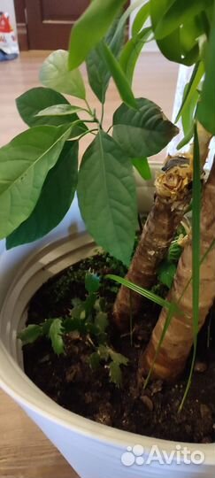 Юкка. Комнатное/офисное растение