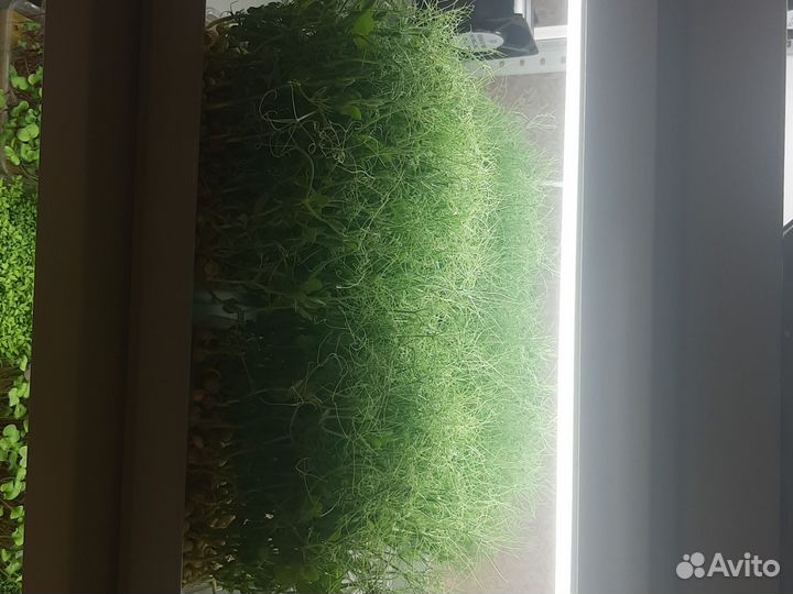 Микрозелень