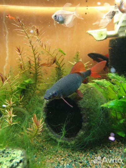 Аквариумные рыбки Лабео и Боция-клоун большие