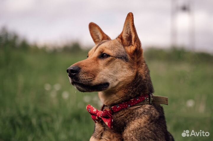 Стойкий солдатик Чич - собака в добрые руки