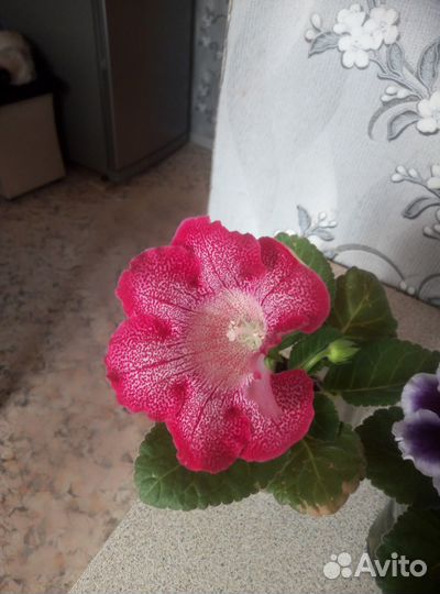 Продам глоксинии