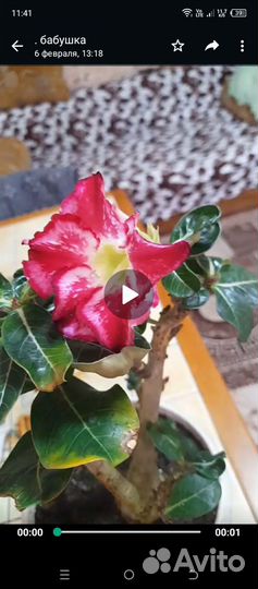 Адениум -роза пустыни