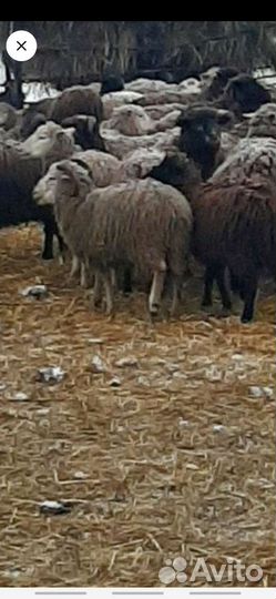 Подрощенные. ягнята