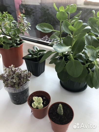 Комнатные растения