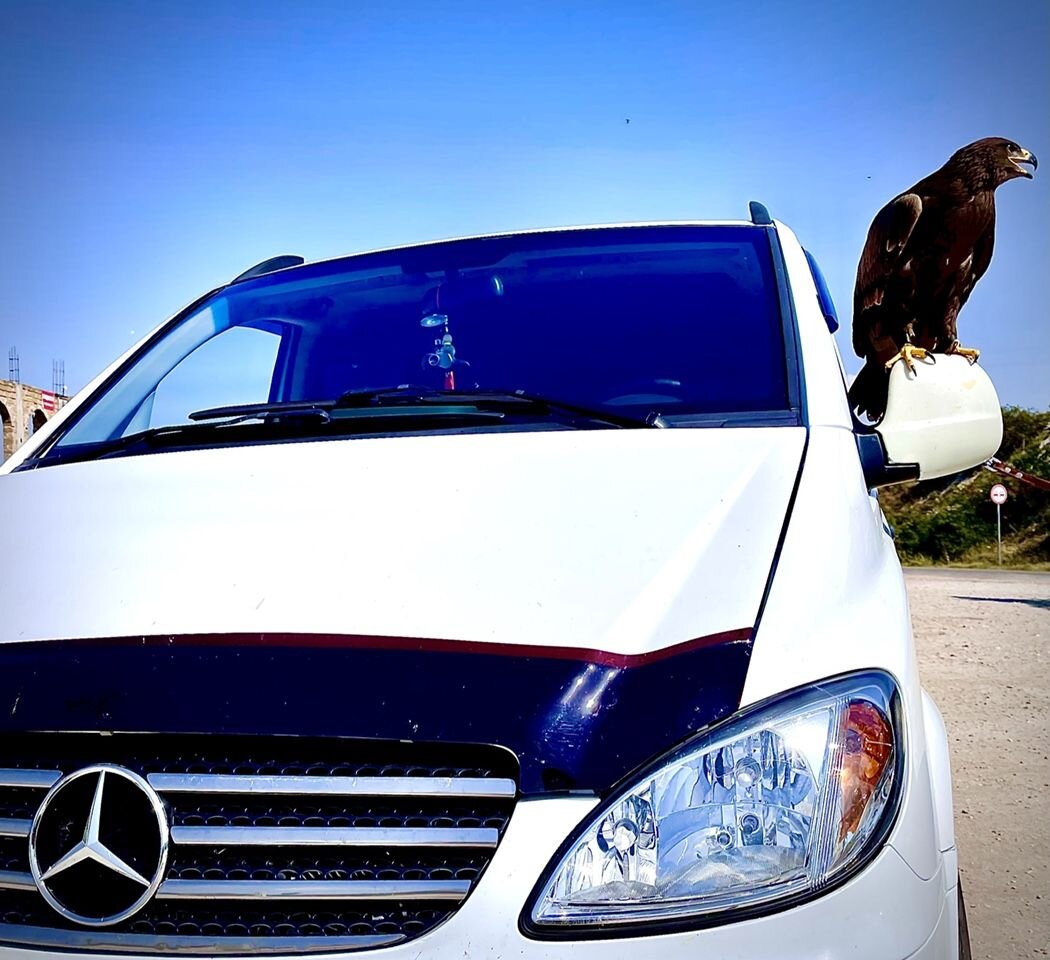 Mercedes-Benz Vito: фото владельца