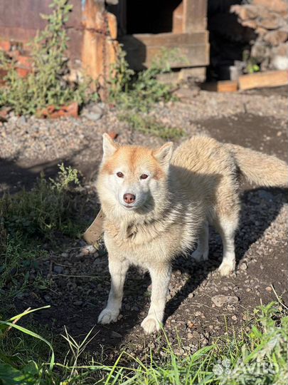 Хаски маламут