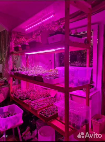 Фитолампа для растений