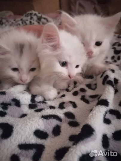 Турецкая ангора