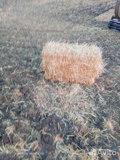 Солома в тюках 2024 года