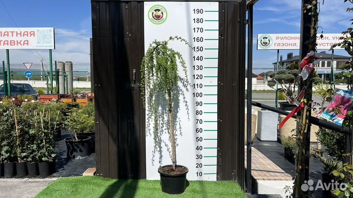 Лиственница 150 см