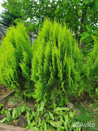 Туи смарагд,брабант,ауреа