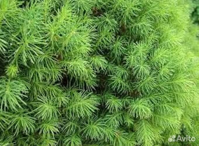 Ель канадская / Ель Коника /Ель
