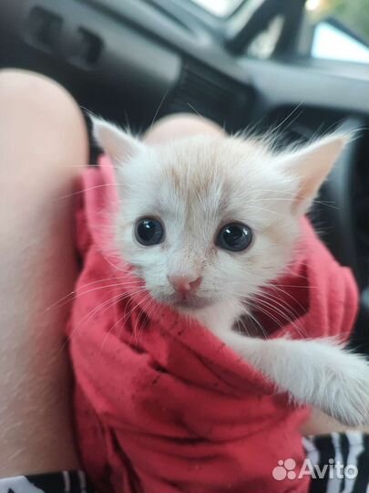 Рыжий котенок в добрые руки