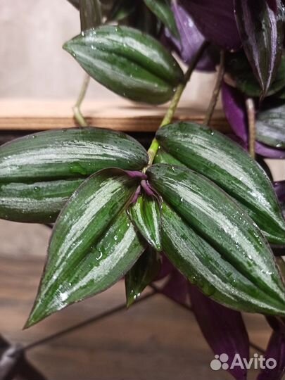 Традесканция