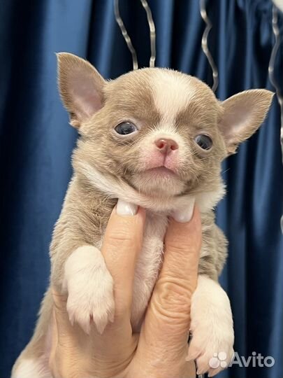 Чихуахув лиловые и шоколадные