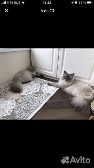 Котята Невские маскарадные
