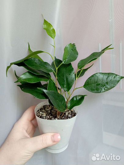 Фикусы разные