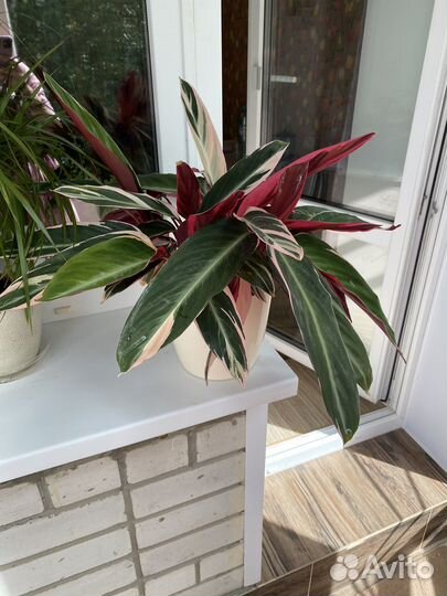 Строманта триколор