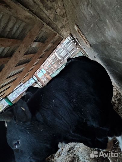 Бычки и быки на мясо