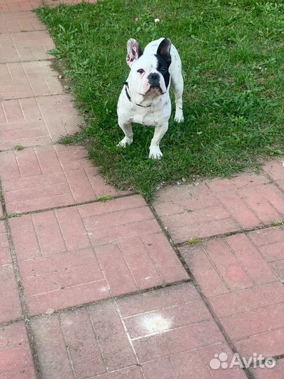 Французский бульдог кобель для вязки