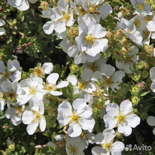 Лапчатка кустарниковая белая