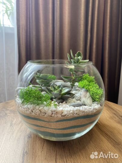 Флорариум в вазе шар с суккулентами