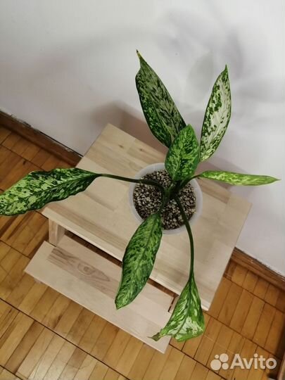 Монстера, диффенбахия, сансевиерия, ананас
