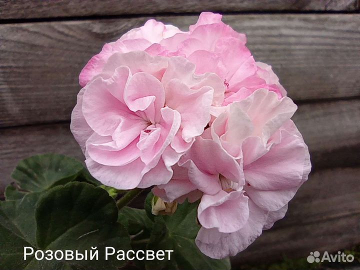 Сортовые пеларгонии