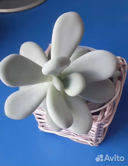 Суккулент Пахифитум