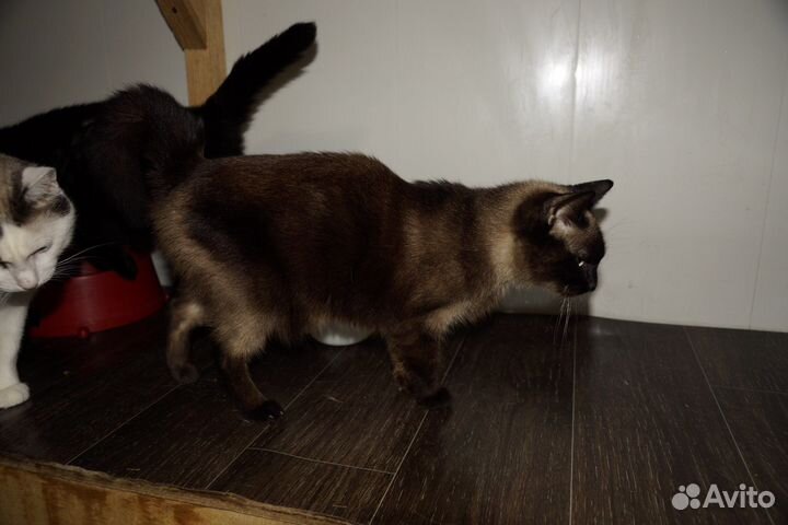 Тайская кошка бесплатно