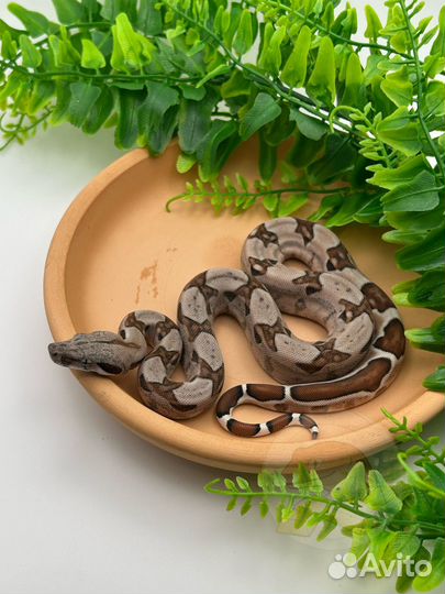 Императорские удавы